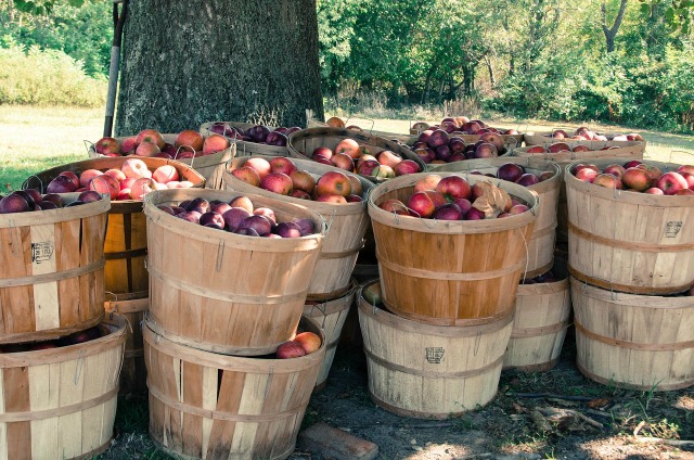 An Apple a Day: Picking your own apples is a fun family activity.