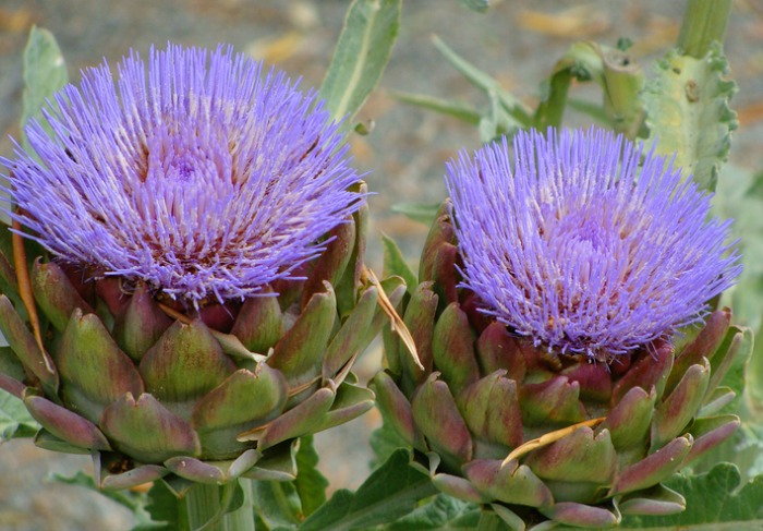 How to Cook Artichokes: Artichokes are picked while they are still buds. If left to bloom, they look like giant thistles.