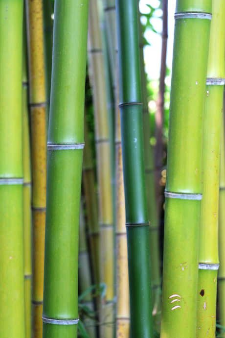 Earth Friendly Kitchen: Bamboo is also well-known as another earth-friendly material. It's a durable, renewable resource.