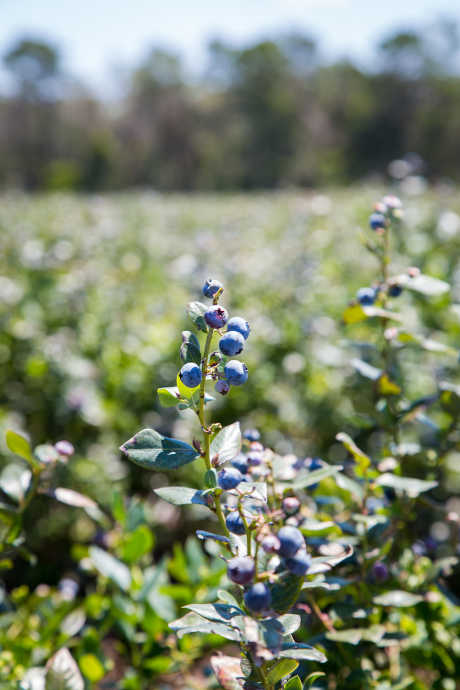 Blueberries: While blueberries have been growing wild in North America for millennia, they were only domesticated about a hundred years ago.