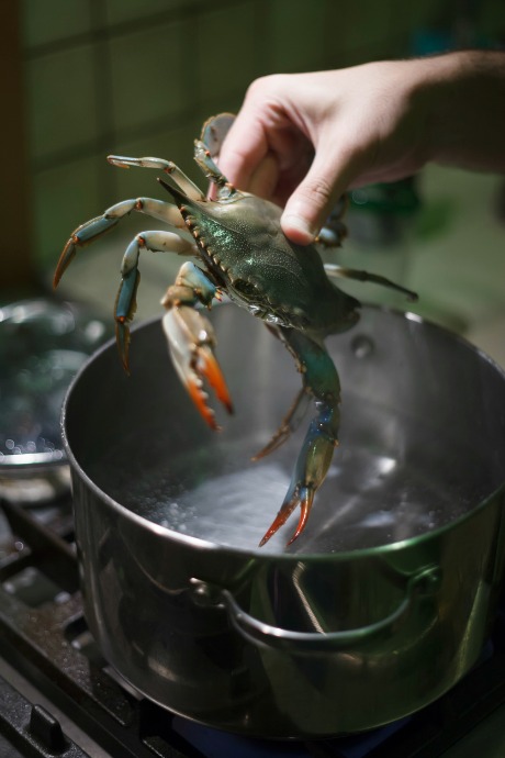 How to Cook Crabs: The Chesapeake Bay in Maryland is known for blue crabs. They’re called blue crabs because of the bright blue markings on their shells.