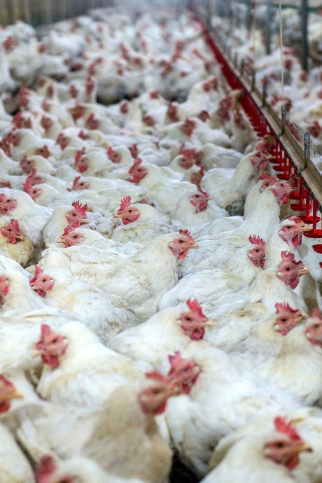 Chicken Eggs: Cage-free hens are not cooped up in batteries, but they don’t get access to fresh air and sunshine. Farmers pack thousands of birds in each chicken house.