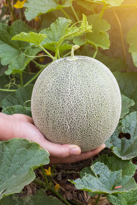 Like other melons and squash, cantaloupe grows on vines. The rind of cantaloupe is thick and rough, with a beige color and a raised web-shaped pattern. The edible flesh inside is orange, with seeds that should be scooped out and discarded.