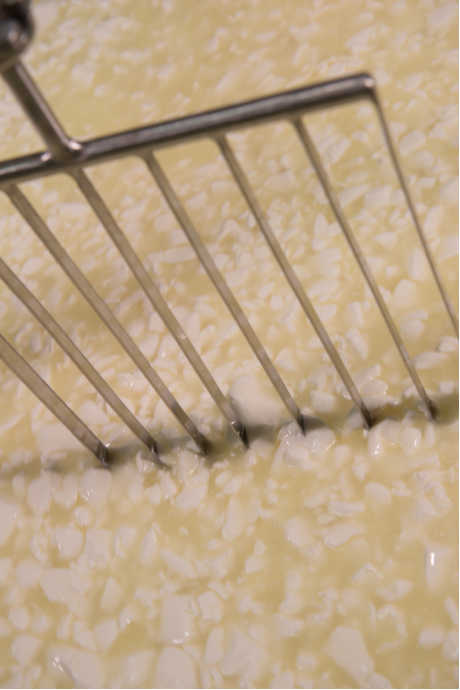 Cheesemakers slice the curds to help release more whey, and the whey is drained from the cheesemaking vat. Depending on the type of cheese being made, the curds are cut into larger pieces (for softer cheese with more moisture) or smaller pieces (for harder cheese with less moisture). 