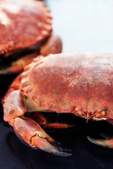 How to Cook Crabs: All Dungeness crabs are large, since only adult males are kept and sold. In fact, their average weight is around two pounds.
