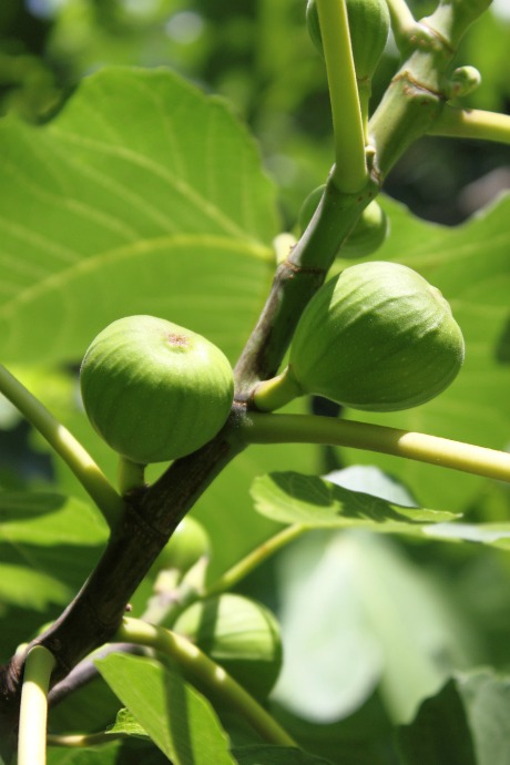 Fig trees don't bloom. Figs are actually inverted flowers; the blossom is inside the skin, along with seeds that are the true fruit.
