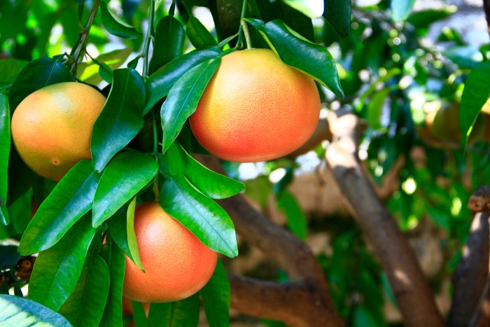 The longer grapefruit stay on the tree, the sweeter they get. Ripe grapefruit won't have any patches of green.