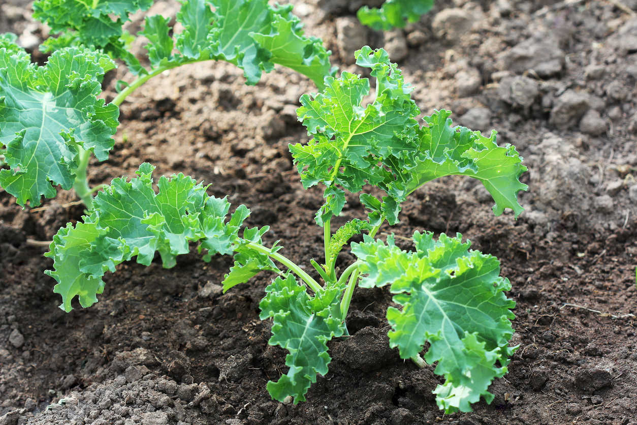 If you have a backyard garden, consider planting kale this fall or next spring.