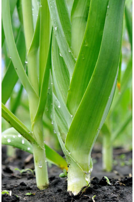 Learn to Love Leeks: Wash leeks thoroughly before using. Sand, dirt, and grit often hide in the layers of leaves.