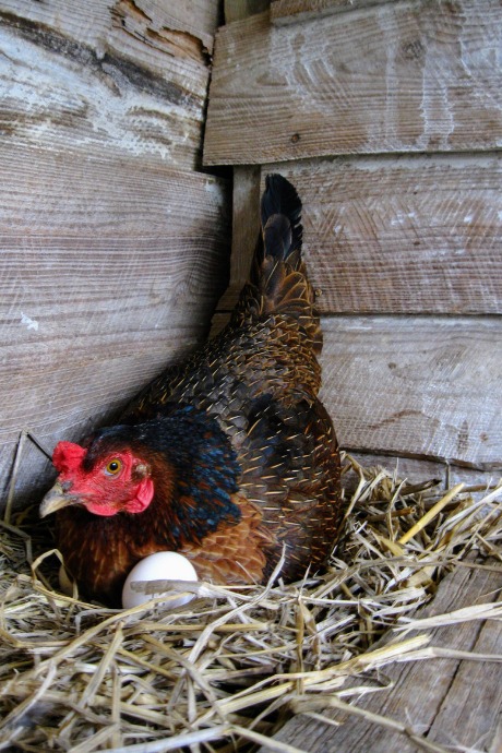 Chicken Eggs: "Certified Humane" hens must have a minimum amount of space to roam around, they must be cage-free, and be provided with nest boxes in which to lay eggs.