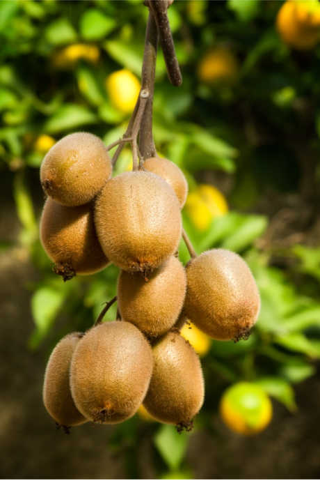Kiwi Fruit: The Chinese gooseberry was renamed kiwi fruit at the urging of a US importer, after the national bird of New Zealand. Both kiwi birds and kiwi fruit are brown and fuzzy.