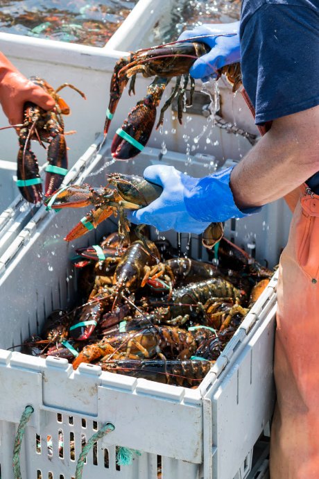 A Year of Food Festivals: Every year, around 20,000 pounds of lobster is cooked and eaten at the Maine Lobster Festival.