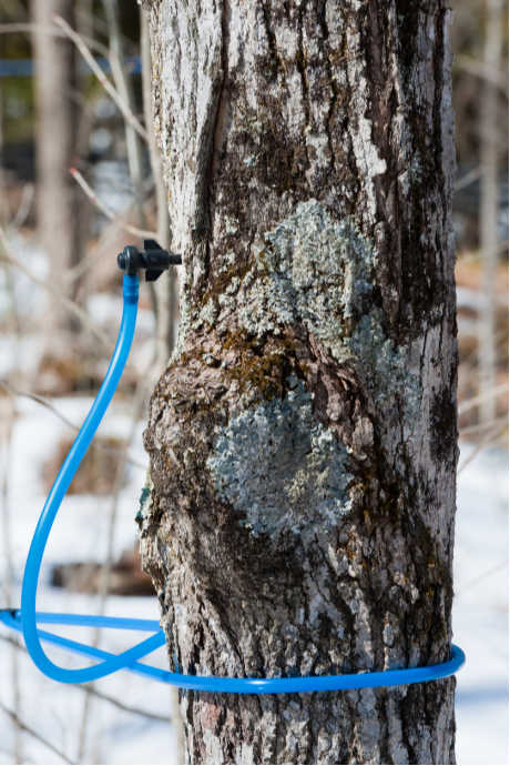 Maple Syrup: While some trees are tapped the old-fashioned way with metal taps and buckets hanging from them, many sugarmakers use plastic taps and a system of polyethylene tubes. A vacuum pump routes the sap to storage tanks at the sugarhouse where it will be processed into maple syrup.