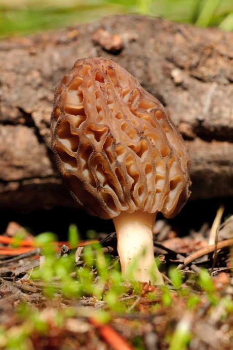 Mushroom Varieties: Morels grow wild in the US and have so far resisted cultivation. Morels are found in the spring and have a distinct appearance. However, they are easily confused with inedible mushroom varieties, so foraging should be done in the company of an expert.