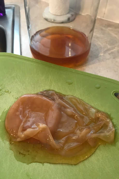 Brewing Kombucha: We grew our own SCOBY -- symbiotic culture of bacteria and yeast -- and then used it to brew kombucha.