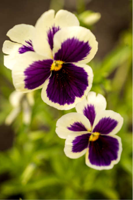 Edible Flowers: Pansy petals have a mild grassy flavor that might even taste a bit minty. Sprinkle them over salads, or use them to adorn cakes and pastries.