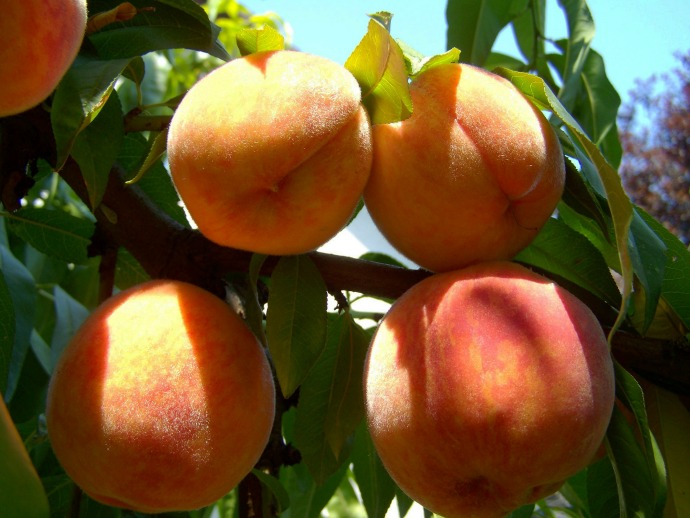 Palisade peaches: Peaches with a cleft are fully mature, and they are sweetest when picked ripe, without any green skin.