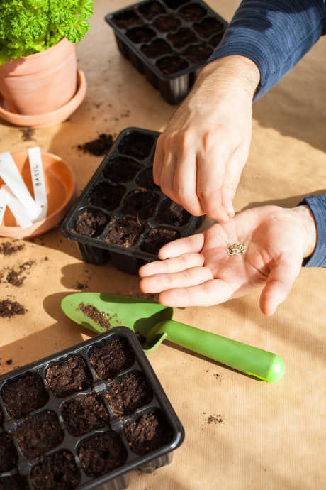 How to Grow Herbs: When planting herb seeds, use potting mix. Press the seeds into the mix and lightly moisten.