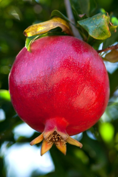 Pomegranates are native to the Middle East, but they grow in warm and relatively dry areas of the US, including California, Texas, and Arizona.