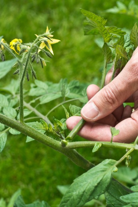 How to Grow Tomatoes: Suckers are stems that grow in the fork between branches. Remove them carefully with garden shears. If you leave suckers in place, they will not bear fruit; they only drain energy from the rest of the plant.