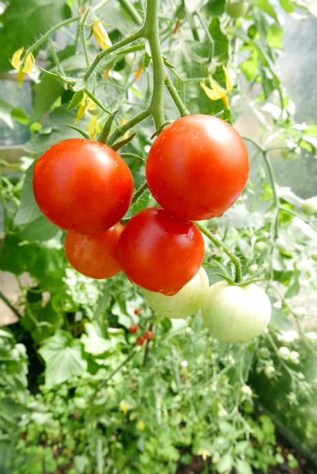 How to Grow Tomatoes: Indeterminate tomato plants continue to grow and produce fruit until the first frost. Tomato cages or stakes are a must for indeterminate varieties. These plants produce fruit continuously and should be pruned regularly.