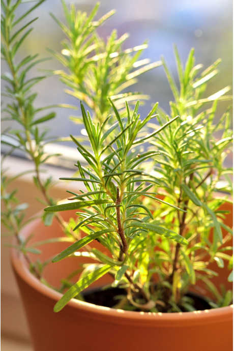 How to Grow Herbs: Rosemary is a perennial herb that can winter outdoors in some growing zones.