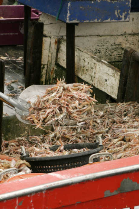 Shrimp are highly perishable. Usually, they're processed and frozen right on shrimp boats, long before they get back to shore.