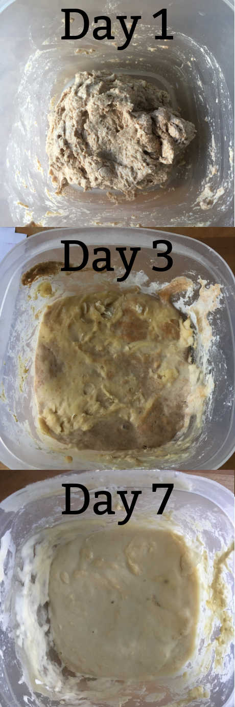 Sourdough Bread: Our sourdough starter grew quickly. Here's how it changed from Day 1 to Day 3 to Day 7.