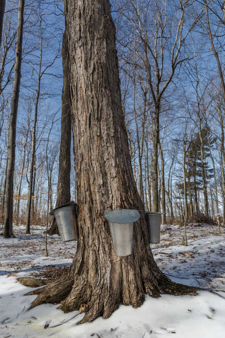 Maple Syrup: Sugar maple has the highest concentration of sugar per gallon of sap, which means it takes less sap to make syrup with the same sweetness.
