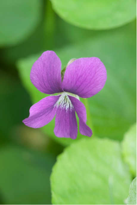 Edible Flowers: Violets are another common garden-variety flower that’s good to eat. The flavor of violets is on the sweet side, with a touch of floral.