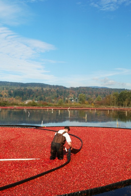 Fresh Cranberries: Most cranberries are harvested by flooding the bogs where they grow. However, cranberries that are intended to be sold fresh are dry harvested.